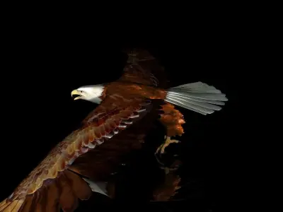 Eagle Full Rigged Low-poly 3D model