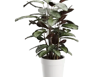  Calathea Argentea Plant Model 