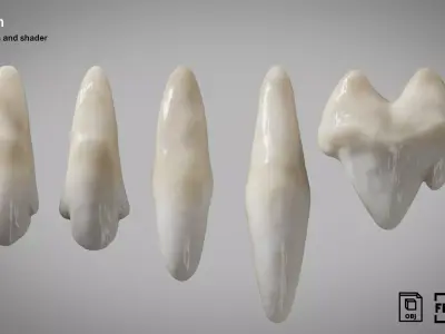 Dog teeth 5 pieces  PBR Low-poly 3D model