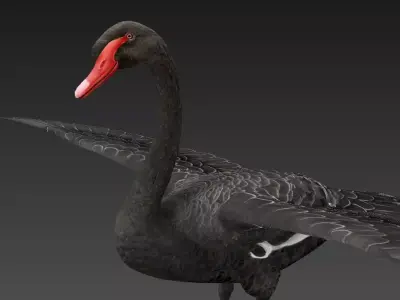  Swan  birds Low-poly 3D model