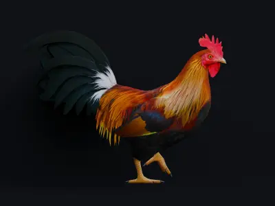 Rooster 3D model shop