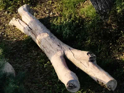  Large Branched Bare Log Model 