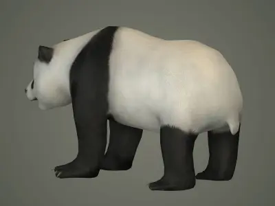 panda bear wildlife beast wild fur teddy outdoors mammal 3D model