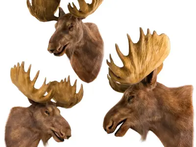 Elk Head 3D model