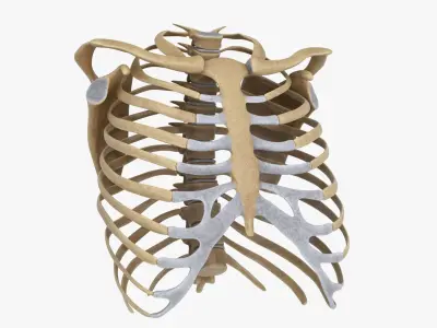  RibCage 