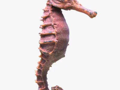 Seahorse 3D model 5