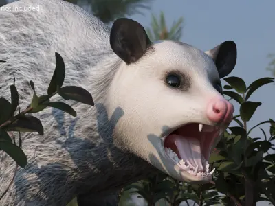  Opossum in Attacking Pose 