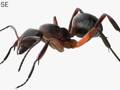 red Ant Bug 3D 3D model