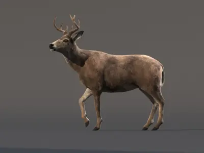Deer Animated (Fur) 3D model