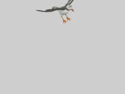 Puffin flying model Low-poly 3D model