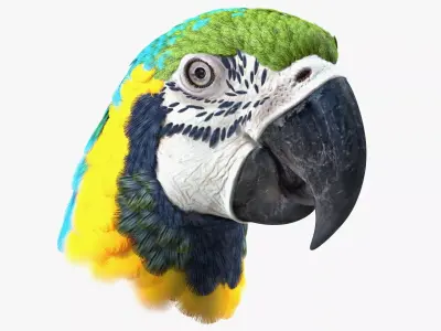 Blue and Yellow Macaw Head 3D model purchase