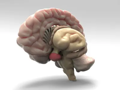 Brain 3D model