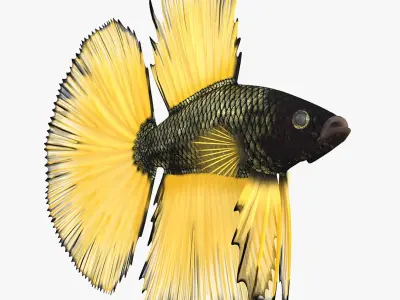  Betta Fish Aquarium Pet Rigged for Maya 
