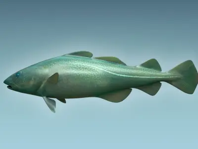 Cat Fish 3D model purchase