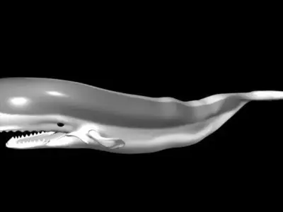 3D Whale Model 3D model