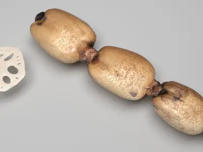 Lotus Root 3D model