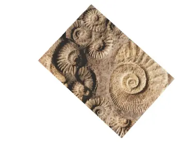 Ammonite Fossil 3D model