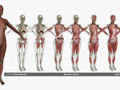 Ultimate Complete African American Anatomy 3D model purchase 3D model