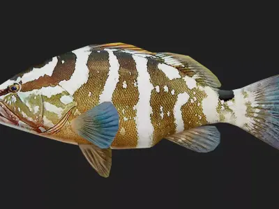 Grouper Low-poly 3D model buy