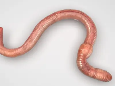 Earthworm 3D model 4