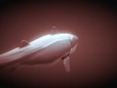 Shark 3D model 15