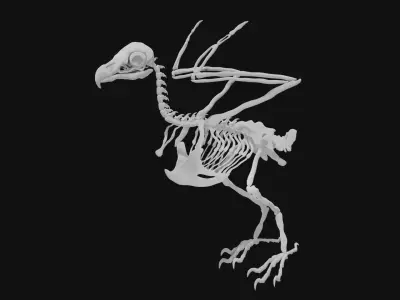 Eagle skeleton 3D model