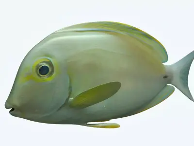 Doctor Fish 3D model