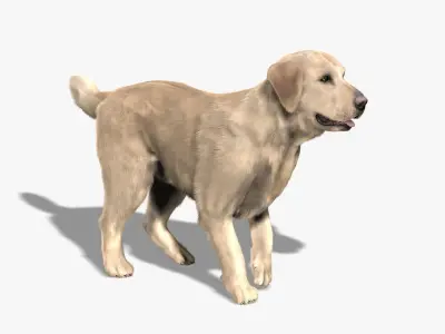 Labrador Retriever (FUR) (ANIMATED) 3D model