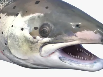  Salmon Rigged For Blender 