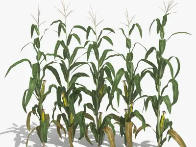 Corn Stalks Set 3D model