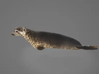 Animated Seal 3D model