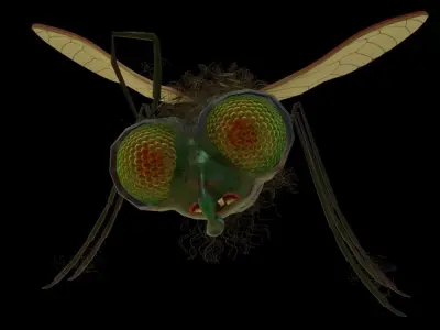 Fly-rigged bee with wings 3D model