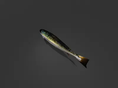 Norwegian Salmon Low-poly 3D model