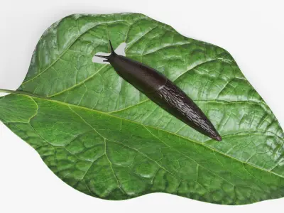  Slug on Foliage Leaf For Blender 