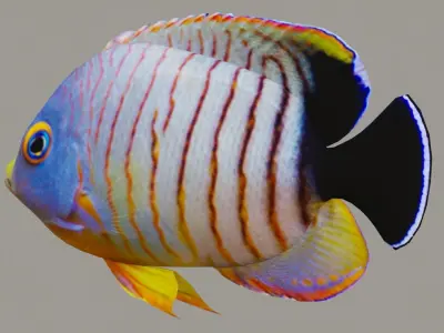 Marine fish Low-poly 3D model