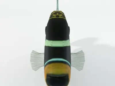 Clown Crossbow Fish Low-poly 3D model