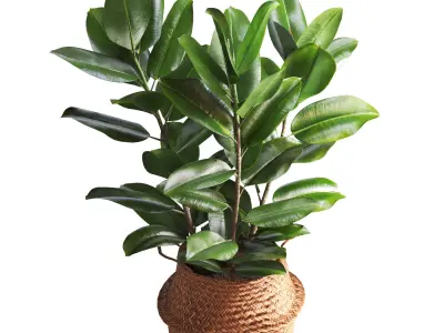 Indoor Plant Ficus in Basket Pot 3D model