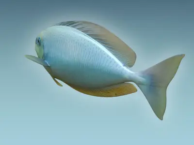 Pale Fish 3D model