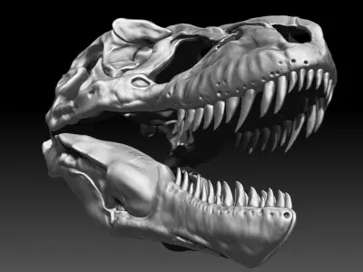 Dinosaur Tyrannosaurus Rex SUE Skull Set 3D model