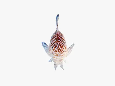 Fish Animal Free 3D model