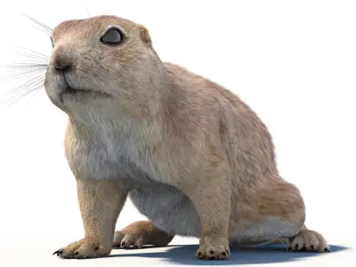 Rigged Prairie Dog with Fur 3D model