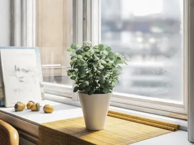  Young Silver Dollar Eucalyptus Plant Potted Plant Model 