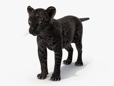 Black Leopard Cub Standing Pose 3D model
