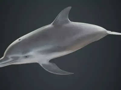 Dolphin 1A Low-poly 3D model