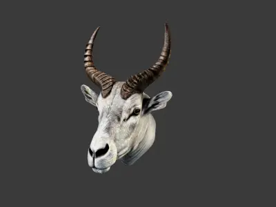 Deer Animal Head Low-poly 3D model 11