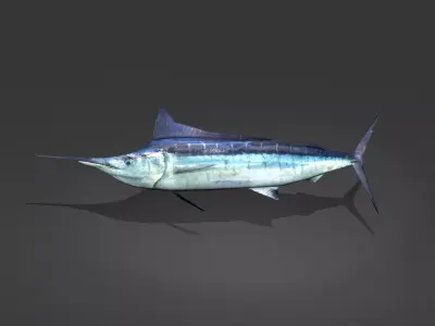 Blue Marlin Low-poly 3D model