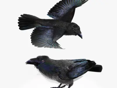  RAVEN-BLENDER 