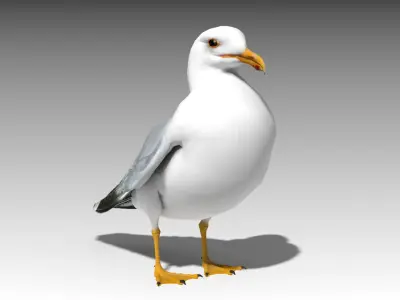  Gull 
