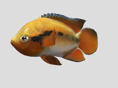 Rainbow Cichlid Low-poly 3D model