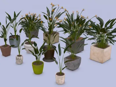 Flowers Bird of paradise in pots collection for archivis Low-poly 3D model